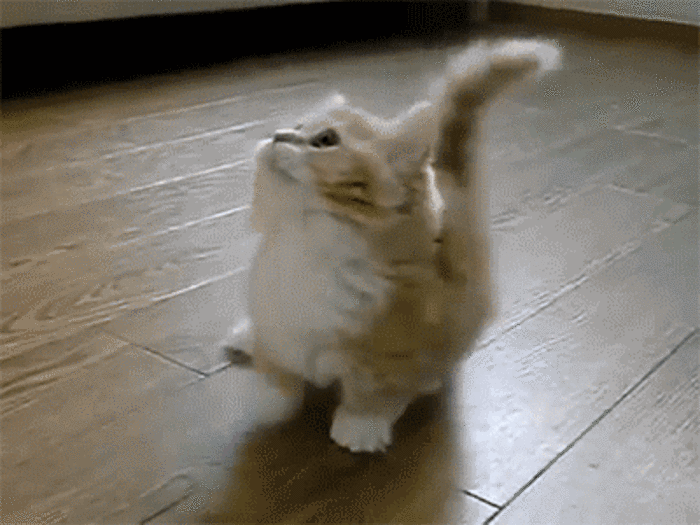 Kitten looking all over the place Kitten looking all over the place