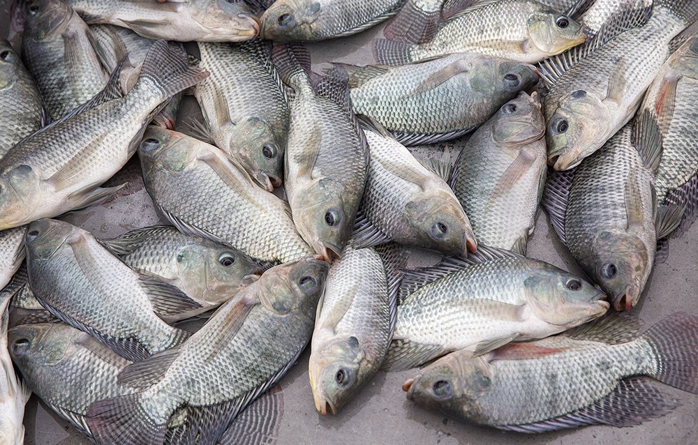 thumbnail image 2 of Lakeway Tilapia Pro Pack 400 Tilapia Food - 8 Ounces 2 of 12