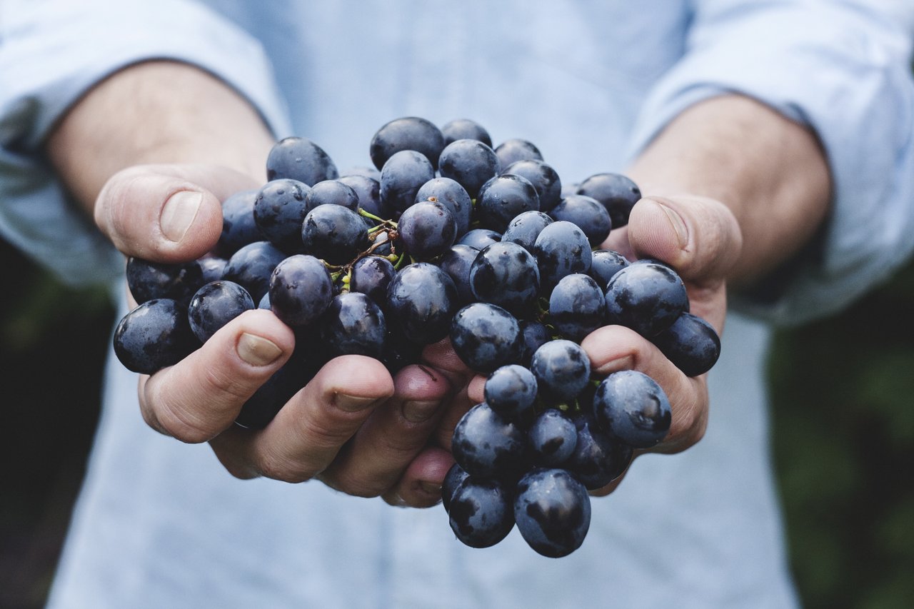 Hands holding a bunch of fresh grapes Hands holding a bunch of fresh grapes
