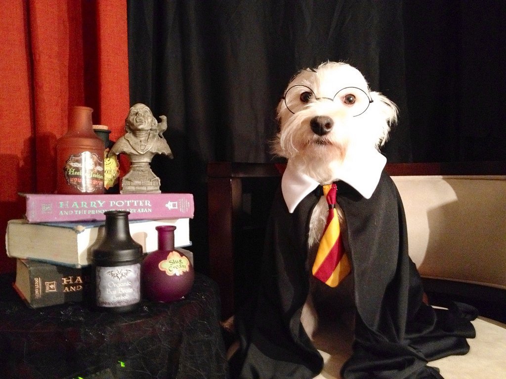 Dog in Harry Potter costume