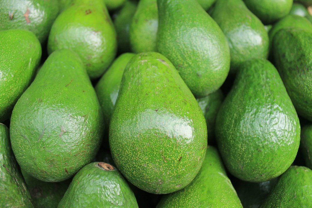 avocados high in calories avocados high in calories