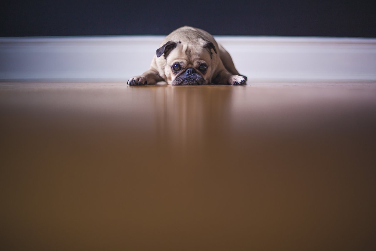 Sad pug lying on the floor Sad pug lying on the floor