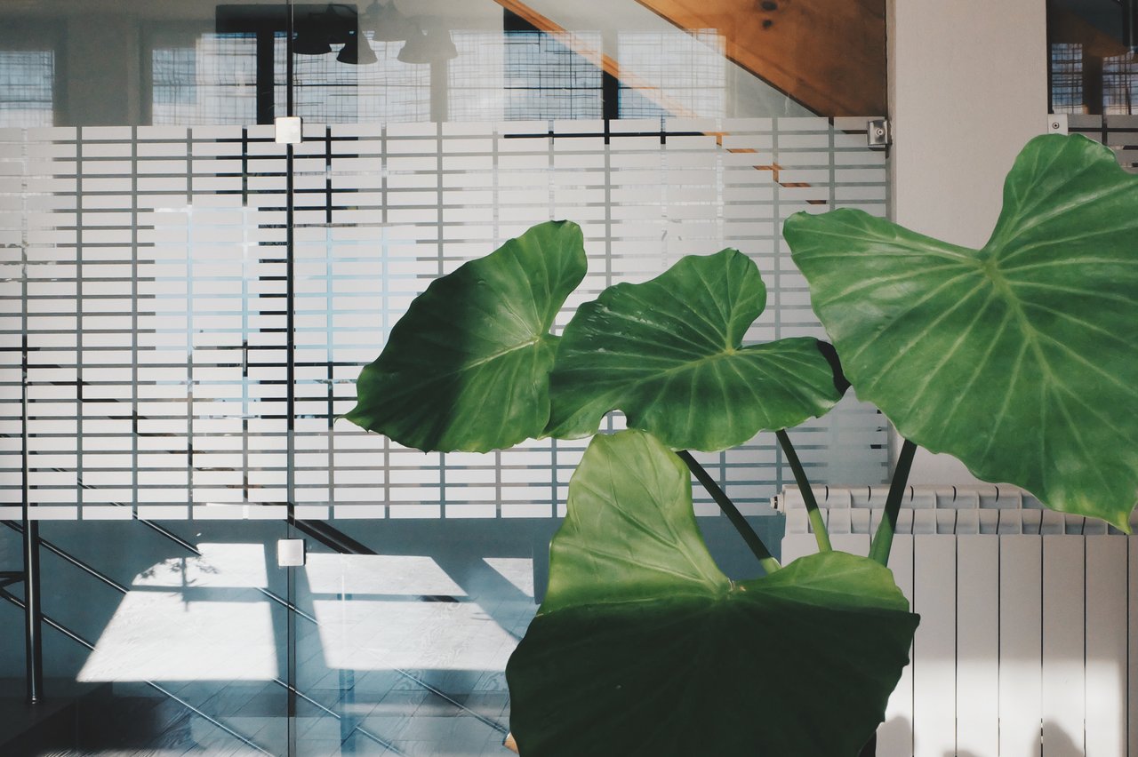 large leafy plant office decor large leafy plant office decor