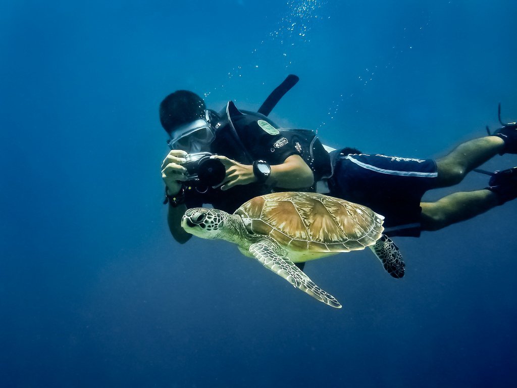 Dive With The Turtles Where To Find Them • Scuba Diver Life