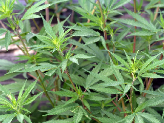 photo What You Need to Know About Oxalates and Cannabis