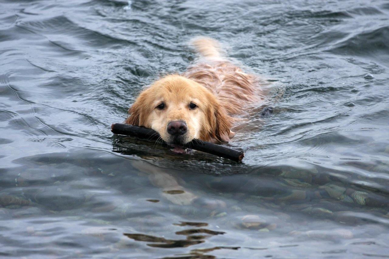 Dog friendly beaches near me