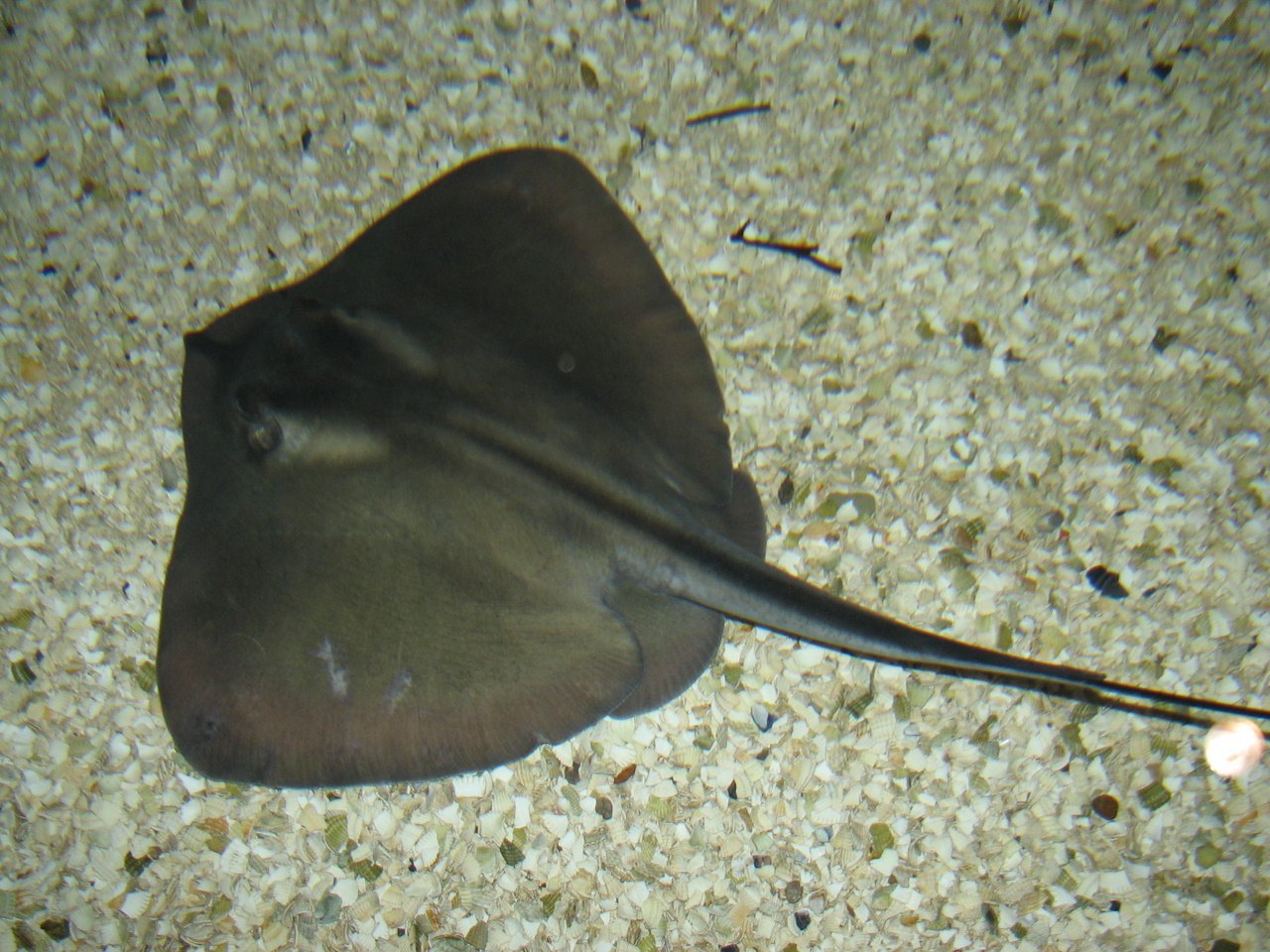 Ray Id Mini Guide Quietly