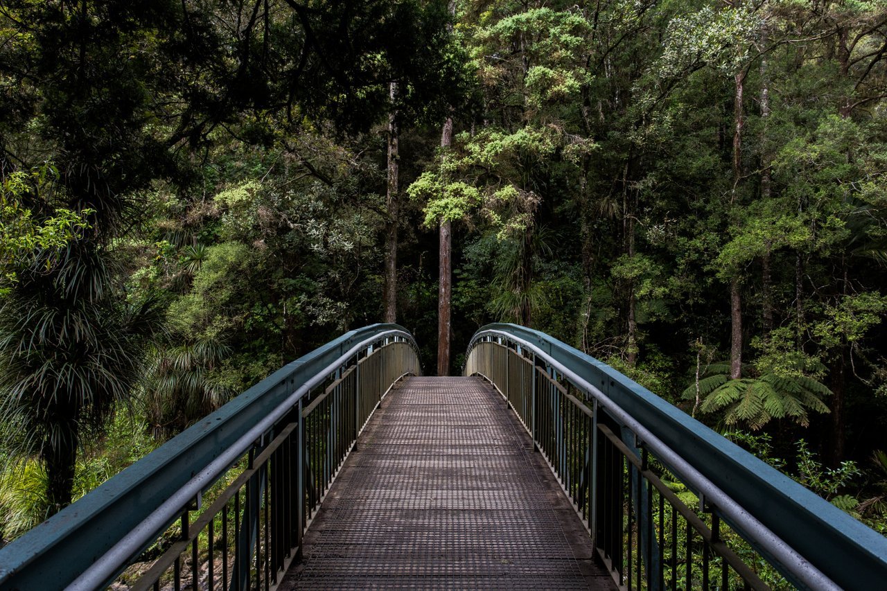 Footbridge in the jungle Footbridge in the jungle