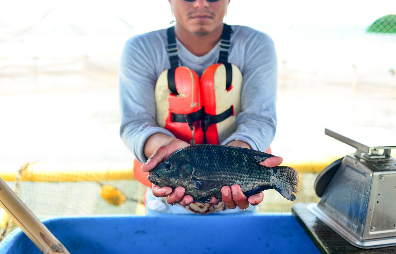 Regal Springs Tilapia fish