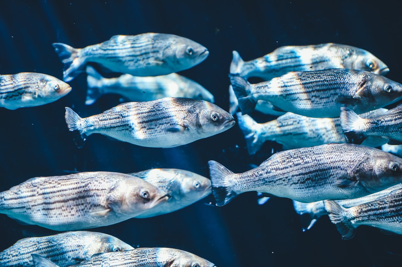 Wild fish underwater Wild fish underwater