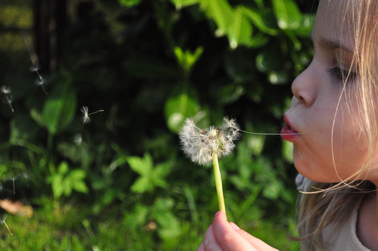 Childhood Trauma Girl Blowing Dandelions Childhood Trauma Girl Blowing Dandelions